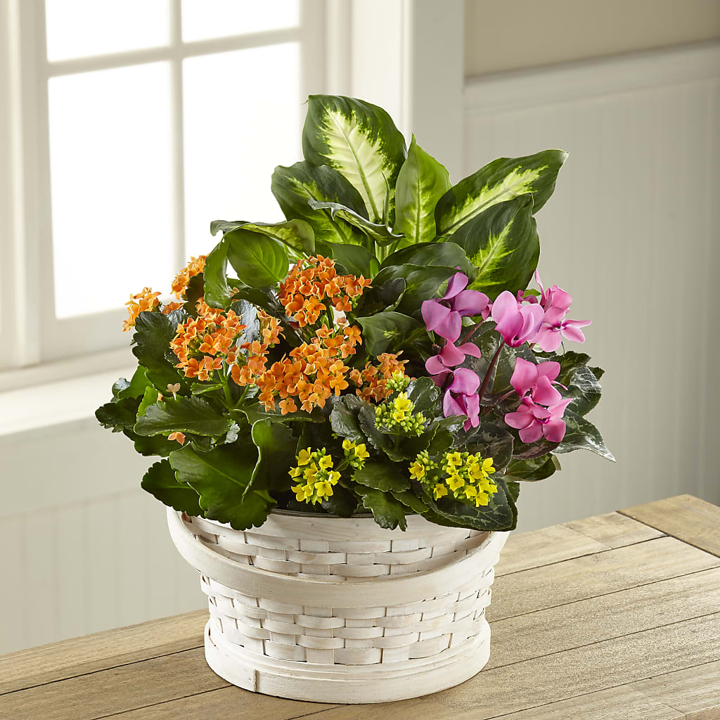 Color Crush Dishgarden – STEPH'S CREATIONS FLORAL DESIGN, Atoka OK