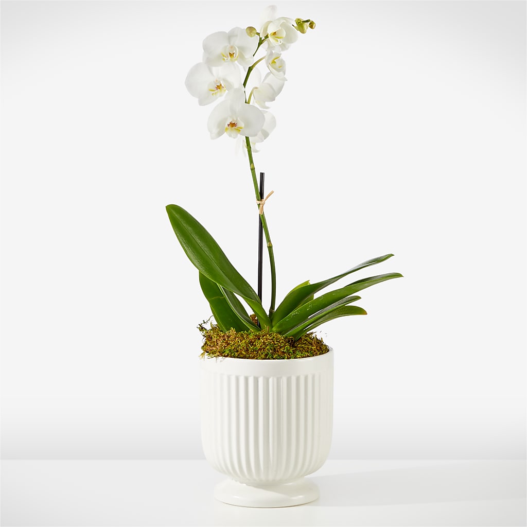 Whispering White Orchid – STEPH'S CREATIONS FLORAL DESIGN, Atoka OK