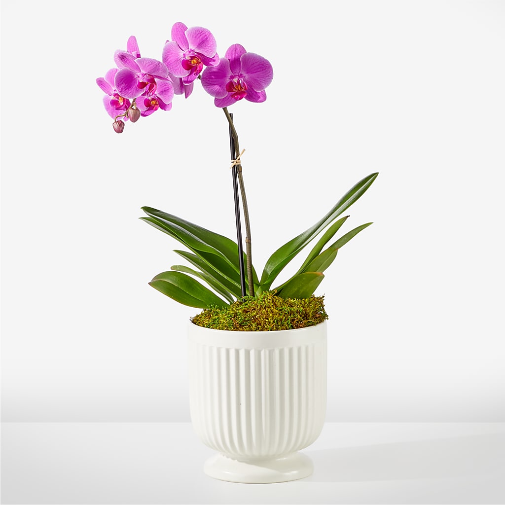 Friendly Fuchsia Orchid – STEPH'S CREATIONS FLORAL DESIGN, Atoka OK