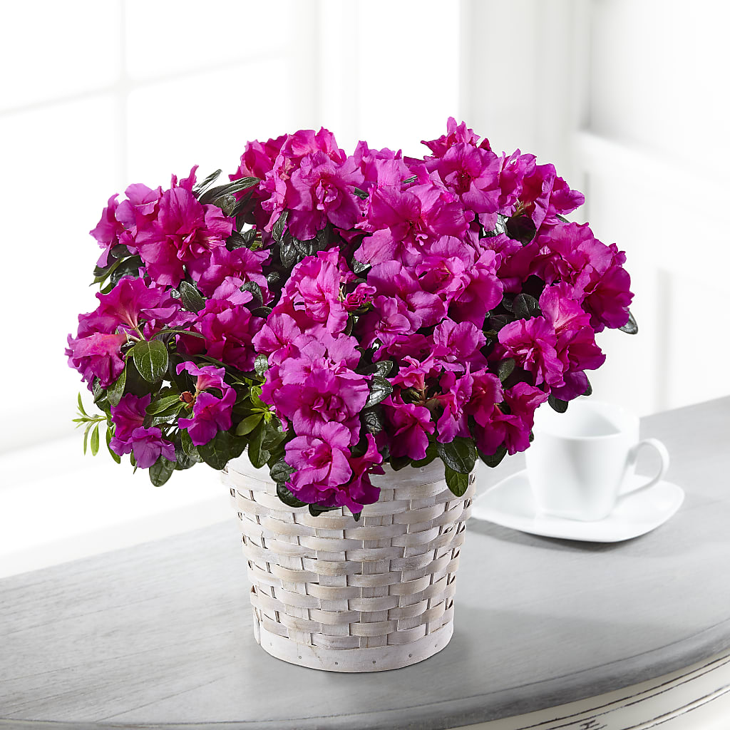 Hope & Serenity Azalea Plant – STEPH'S CREATIONS FLORAL DESIGN, Atoka OK