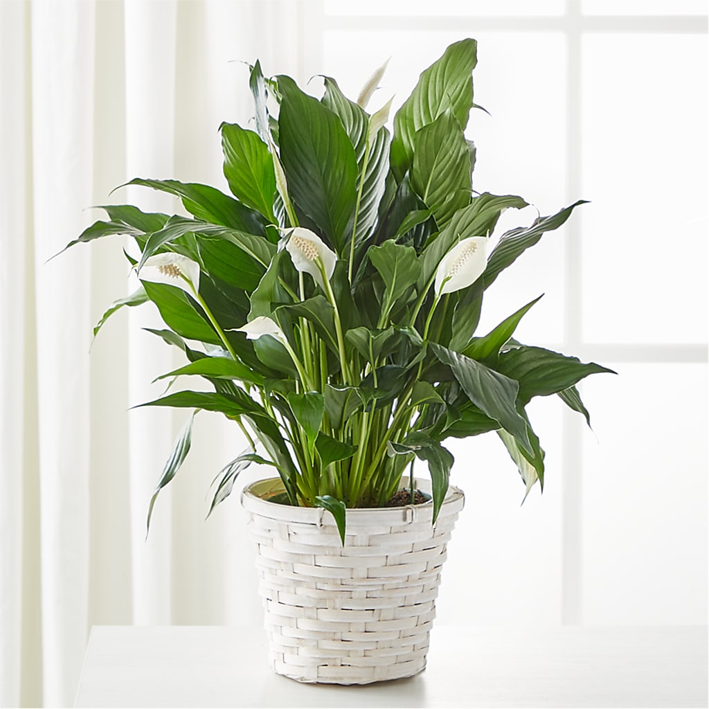 A New Leaf Peace Lily – STEPH'S CREATIONS FLORAL DESIGN, Atoka OK