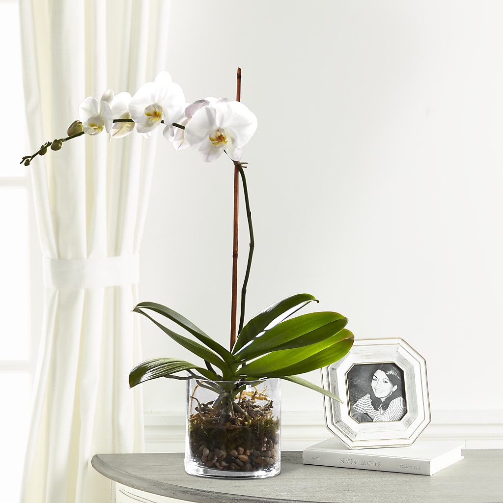 White Orchid Planter – STEPH'S CREATIONS FLORAL DESIGN, Atoka OK