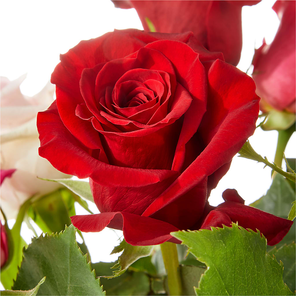 Love Notes Rose Bouquet – STEPH'S CREATIONS FLORAL DESIGN, Atoka OK