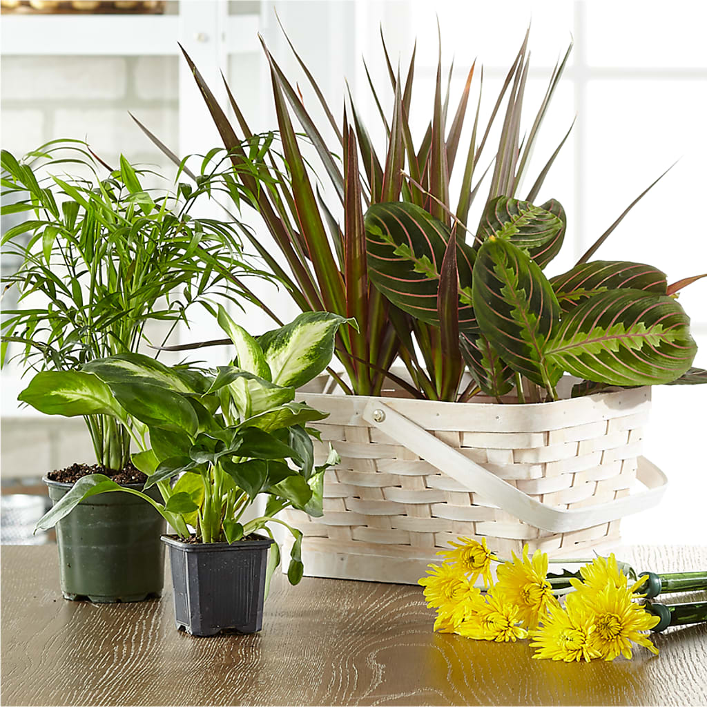 Florist Designed Blooming and Green Plants in a Basket – STEPH'S CREATIONS FLORAL DESIGN, Atoka OK