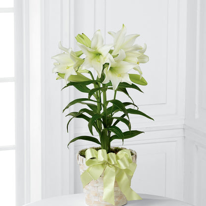 Easter Lily Plant – STEPH'S CREATIONS FLORAL DESIGN, Atoka OK