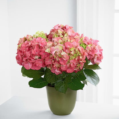 Pink Hydrangea Planter – STEPH'S CREATIONS FLORAL DESIGN, Atoka OK