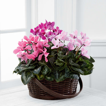 Mixed Cyclamen Planter – STEPH'S CREATIONS FLORAL DESIGN, Atoka OK