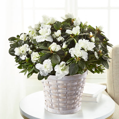 White Azalea Plant – STEPH'S CREATIONS FLORAL DESIGN, Atoka OK