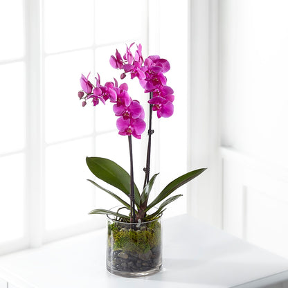 Pink Orchid Plant – STEPH'S CREATIONS FLORAL DESIGN, Atoka OK