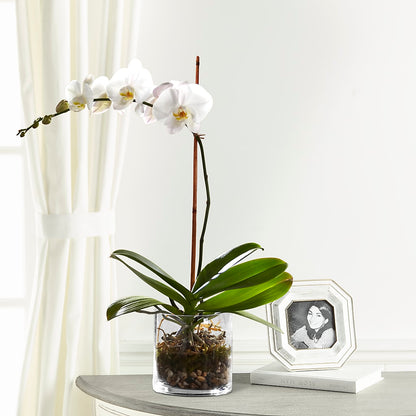 White Orchid Planter – STEPH'S CREATIONS FLORAL DESIGN, Atoka OK
